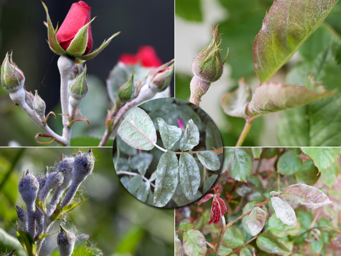 Bệnh nấm phấn trắng trên hoa hồng là gì? Dấu hiệu nhận biết sớm