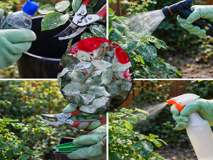 Cách trị bệnh phấn trắng hoa hồng không dụng thuốc hiệu quả