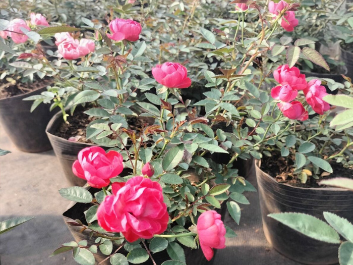 Cây hoa hồng là gì? Đặc điểm, phân loại và cách chăm cây hoa hồng