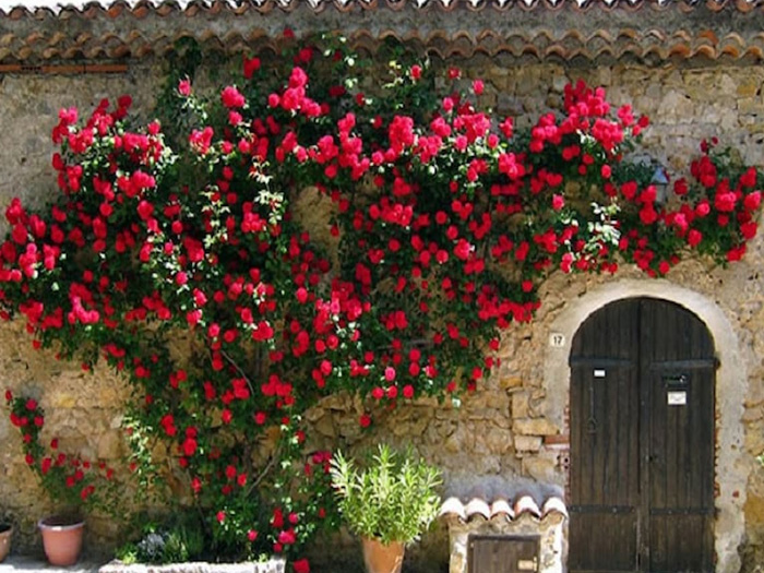 Cây hoa hồng là gì? Đặc điểm, phân loại và cách chăm cây hoa hồng