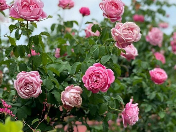 Cây hoa hồng là gì? Đặc điểm, phân loại và cách chăm cây hoa hồng