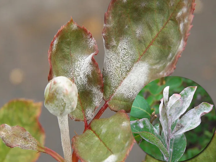 Cây hoa hồng bị đốm trắng có phải bệnh phấn trắng không?