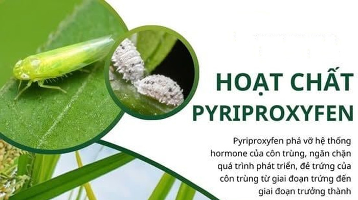 Các hoạt chất trị bọ phấn trắng phổ biến và cách chọn đúng