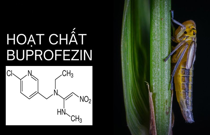 Các hoạt chất trị bọ phấn trắng phổ biến và cách chọn đúng
