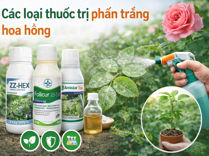 Thuốc đặc trị phấn trắng cho hoa hồng: loại nào tốt và phun khi nào?