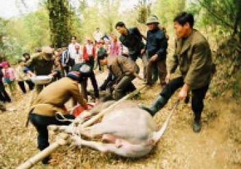 Lễ hội vật trâu giằng búa - BOOKING TOUR