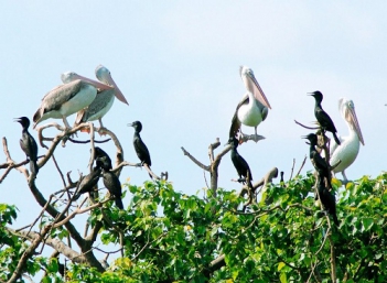 Vườn chim Bạc Liêu - BOOKING TOUR