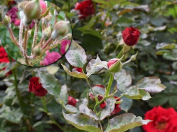 Bệnh nấm phấn trắng trên hoa hồng là gì? Dấu hiệu nhận biết sớm - BOOKING TOUR