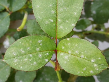 Cây hoa hồng bị đốm trắng có phải bệnh phấn trắng không? - BOOKING TOUR