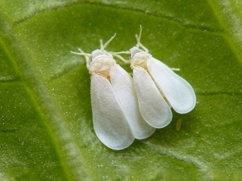 Các hoạt chất trị bọ phấn trắng phổ biến và cách chọn đúng - BOOKING TOUR