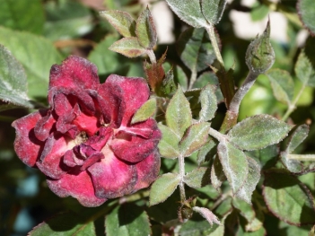 Lá hoa hồng bị phấn trắng: nguyên nhân và cách trị hiệu quả - BOOKING TOUR