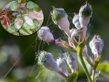 Thuốc đặc trị phấn trắng cho hoa hồng: loại nào tốt và phun khi nào? - BOOKING TOUR