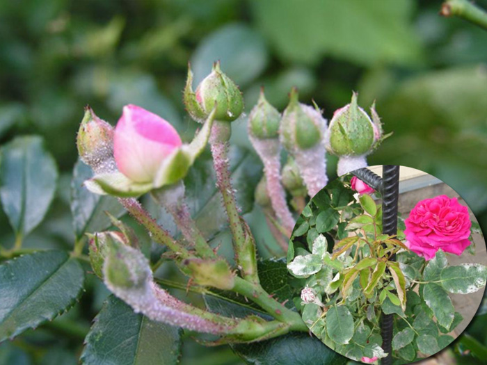 bệnh phấn trắng hoa hồng