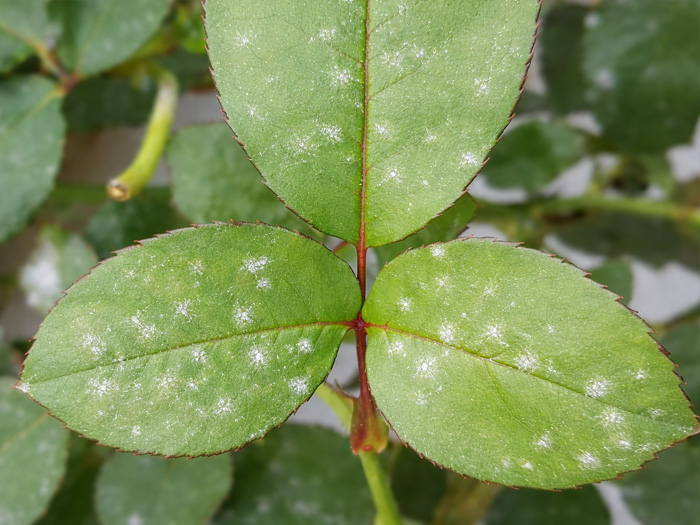 cây hoa hồng bị đốm trắng