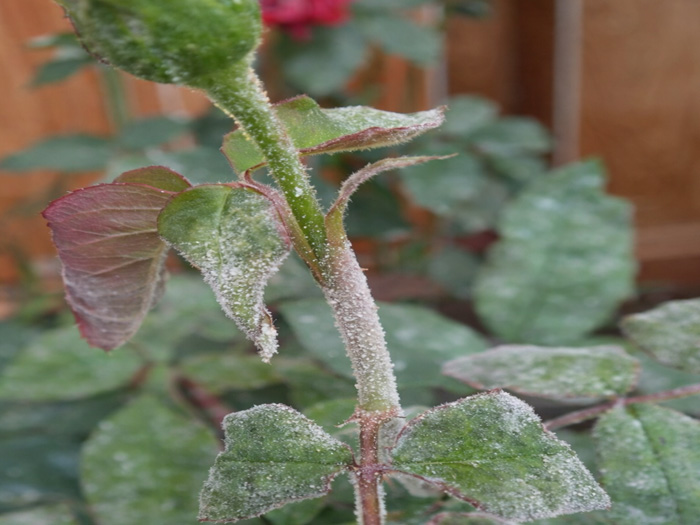 hoa hồng bị nấm trắng ở thân