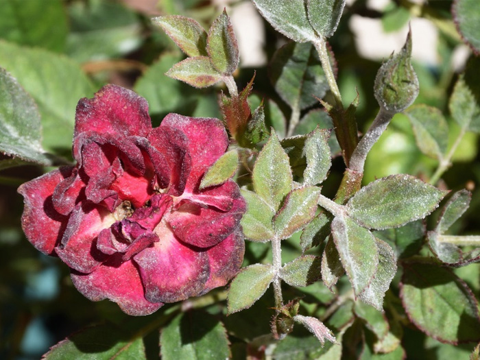 lá hoa hồng bị phấn trắng