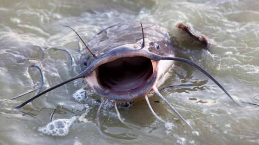 Mật độ nuôi cá trê vàng chuẩn để cá nhanh lớn - BOOKING TOUR