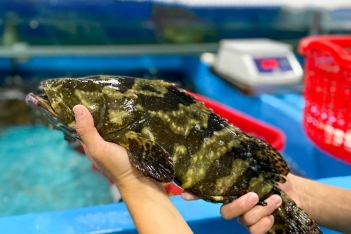 Cá mú là cá gì và các loại cá mú có giá trị kinh tế cao - BOOKING TOUR