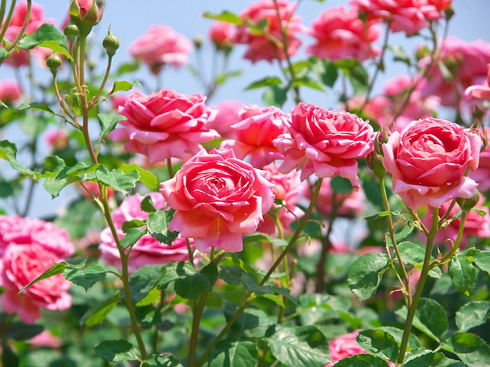 Cây hoa hồng là gì? Đặc điểm, phân loại và cách chăm cây hoa hồng - BOOKING TOUR